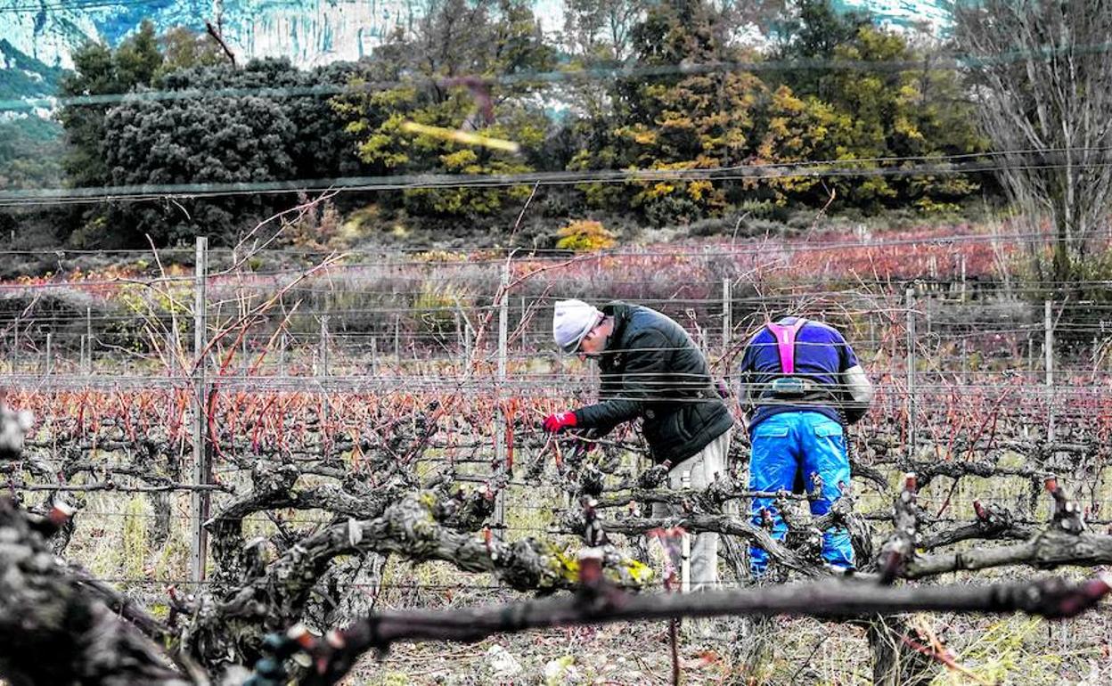 Dos agricultores realizan labores de poda en sus cepas, en unos viñedos ubicados en la muga entre Álava y la vecina comunidad de La Rioja. 