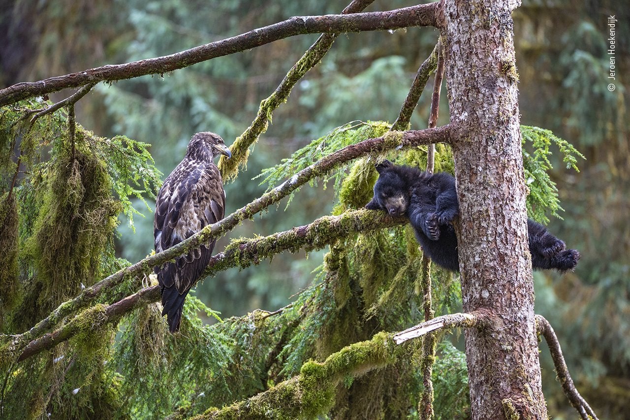 Los cachorros de oso negro a menudo trepan a los árboles, donde esperan a salvo a que su madre regrese con comida. Aquí, en las profundidades de la selva tropical templada de Anan, en Alaska, este pequeño cachorro decidió tomar una siesta por la tarde en una rama cubierta de musgo bajo la atenta mirada de un águila calva juvenil. El águila había estado sentada en este pino durante horas y Jeroen Hoekendijk encontró extraordinaria la situación, por lo que rápidamente se dispuso a capturar la escena. Con cierta dificultad y mucha suerte, pudo posicionarse un poco más alto en la colina y tomar esta imagen mientras el oso dormía ajeno a todo. 