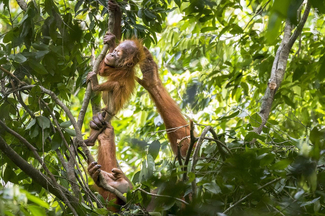 Cuidar a un orangután joven requiere mucha energía. Maxime Aliaga pasó más de una hora observando a esta madre en la Reserva Natural Pinus Jantho, en Sumatra, tratando de mantener a su nervioso bebé junto a ella. Desde 2011, el Programa de Conservación de Orangutanes de Sumatra ha liberado más de 120 de estos grandes simios confiscados en la reserva. Su objetivo es establecer nuevas poblaciones de orangutanes silvestres como una red de seguridad contra el declive de la especie. Esta madre, llamada Marconi, una vez estuvo cautiva como mascota ilegal, pero fue atendida y tras recuperar su salud fue liberada en 2011.