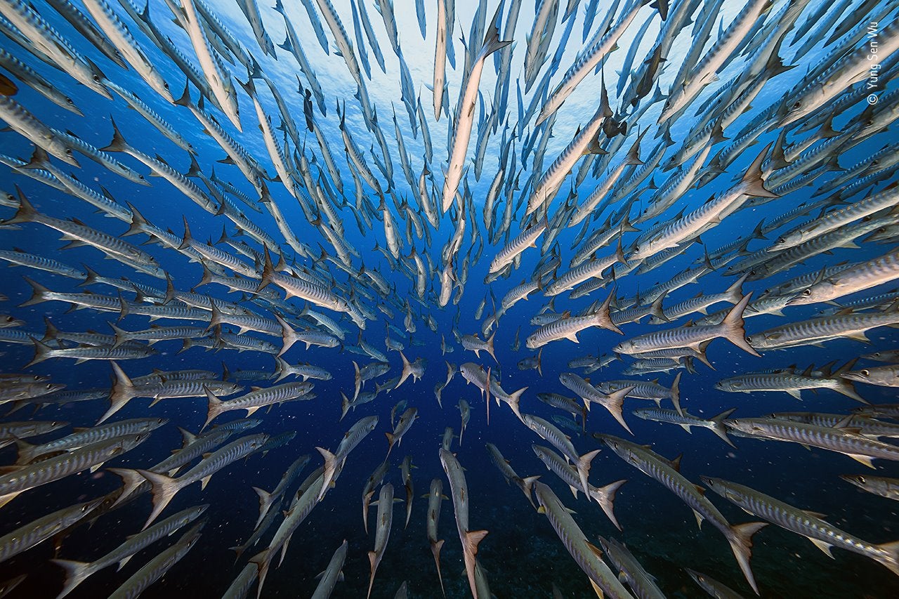 Esta escuela de barracudas en Blue Corner, Palau, en el Pacífico occidental, llamó la atención de Yung sen Wu mientras buceaba. Había estado nadando con ellas durante cuatro días, pero su formación cambiaba constantemente de forma y no podía encontrar el ángulo perfecto. Al quinto día su suerte cambió cuando los peces parecieron aceptarlo en el grupo. Rodeado por las barracudas, comenzó a imaginar cómo un pez ve a otro mientras nada, y esta era la imagen que quería. Las barracudas eran rápidas y tenía que nadar con mucho esfuerzo para mantener su lugar en la escuela. Al final de unos agotadores 50 minutos, obtuvo su vista perfecta de "ojo de pez".