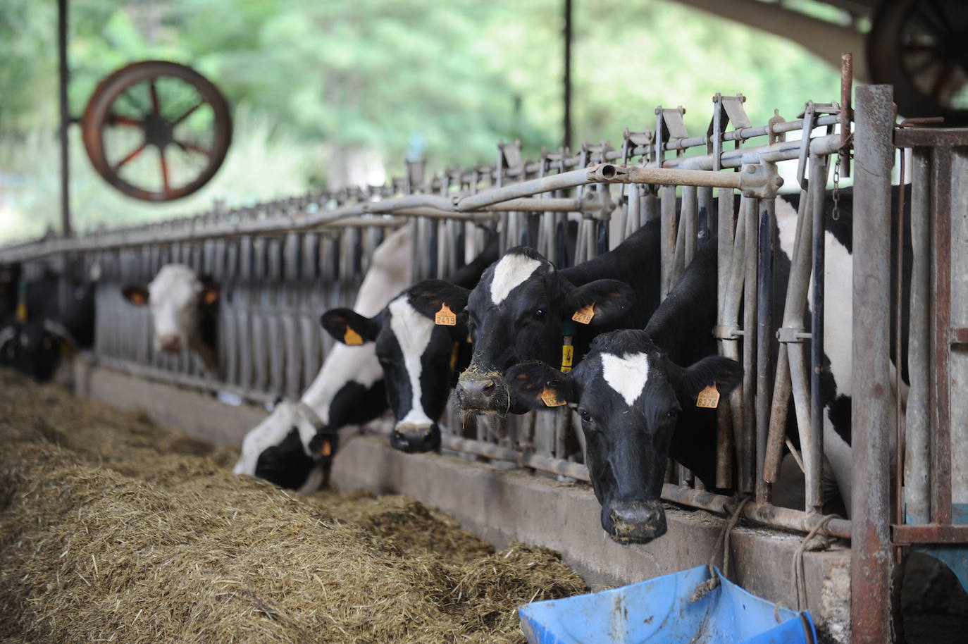 Álava pierde la mitad de sus explotaciones lácteas en diez años
