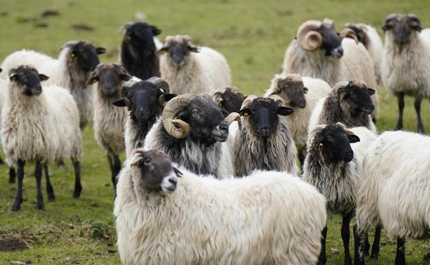 Las 400 ovejas latxas de cara negra que cuidan Ricardo Remiro y Cristina Ruiz de Larramendi y que se alimentan en los pastos de altura de las Améscoas.