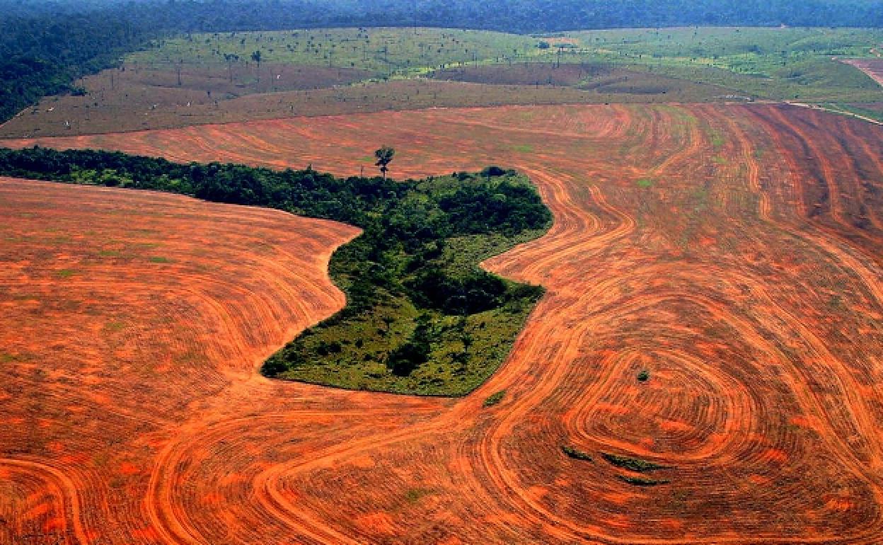 Amazoniako deforestazioa.