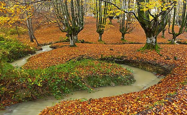 Un arroyo serpentea en el hayedo de Gorbea. 