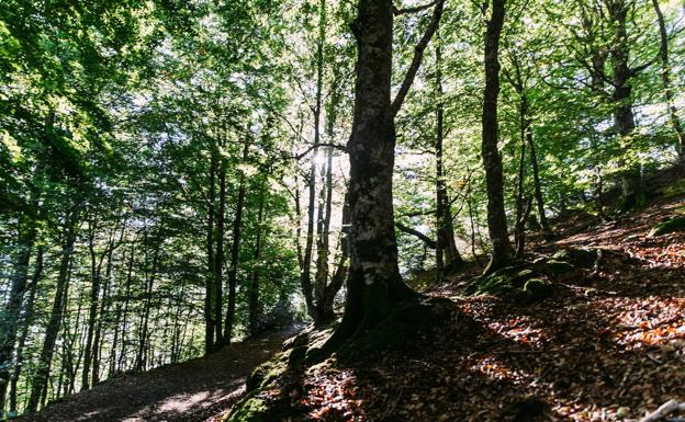 El hayedo flanquea los senderos hacia el Gorbea.