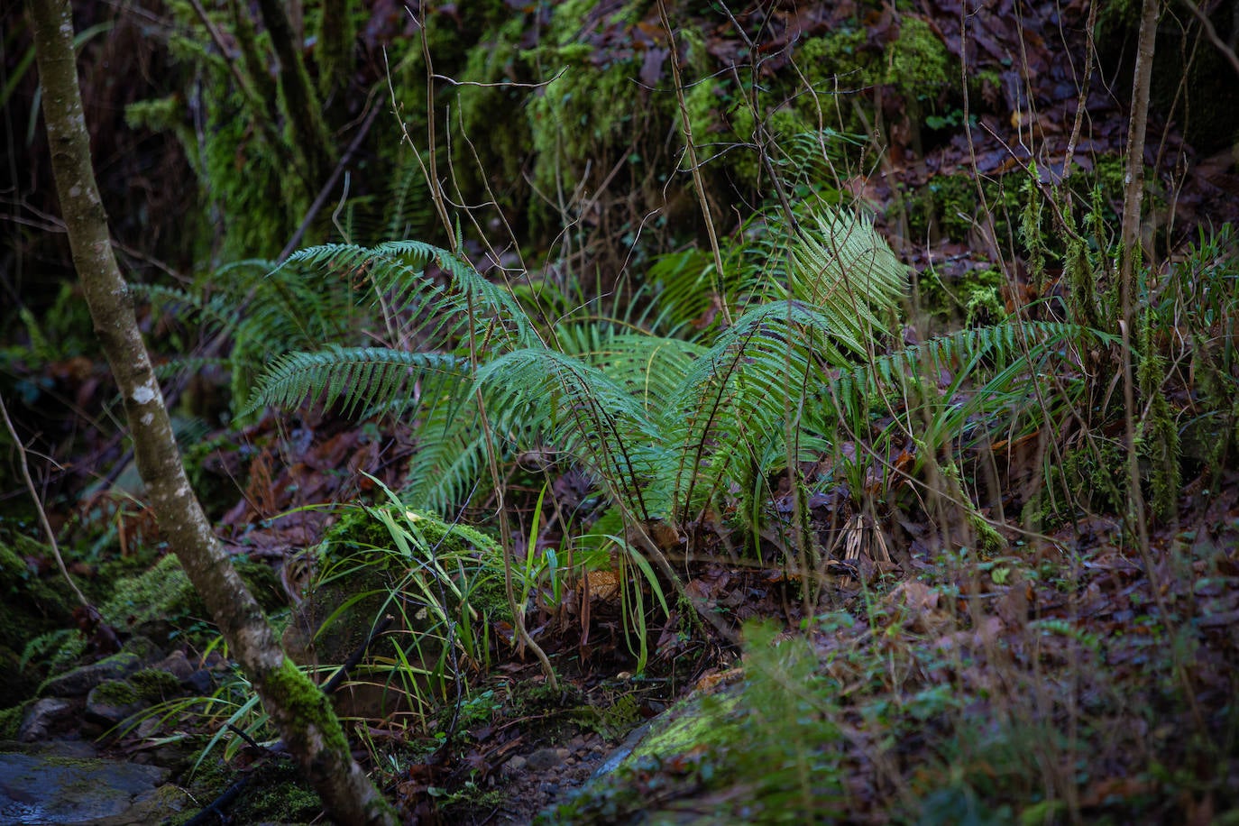 Fotos: Dos bosques que nada tienen que ver