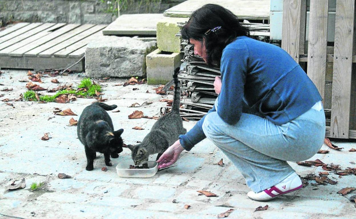 Una mujer da de comer a dos gatos callejeros. 