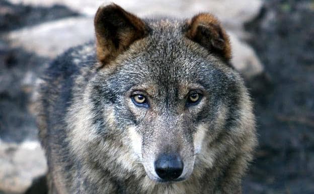 Álava suma 13 ataques de lobo en nueve meses y los ganaderos alertan que «irán a más»