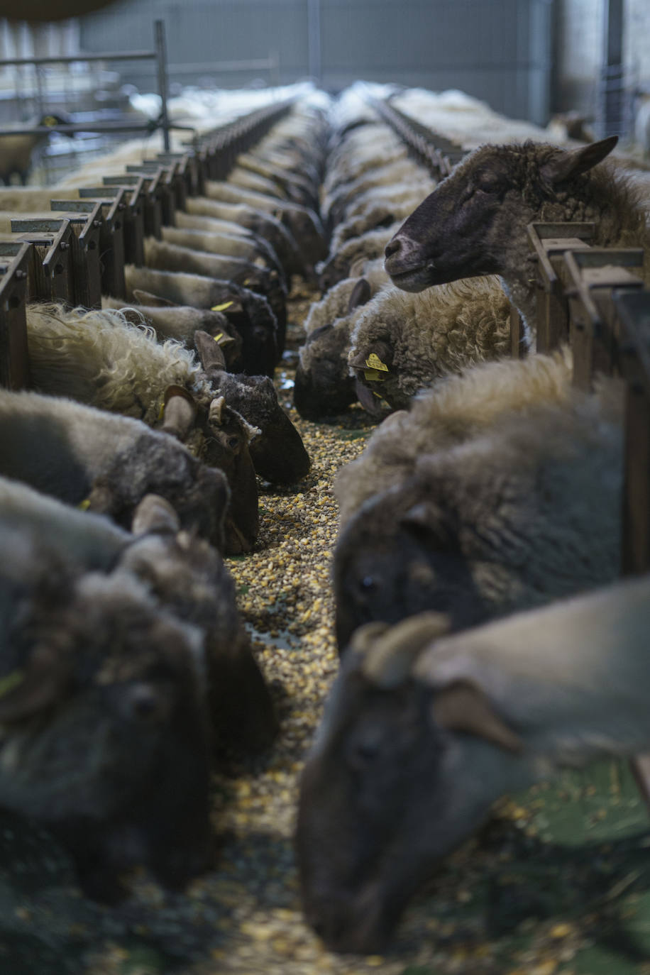 Las ovejas comen tranquilas en la cuadra. 