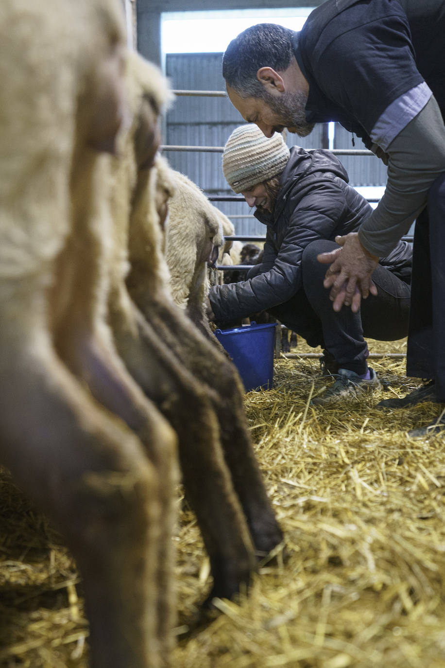 El proceso de ordeñado es mecánico, pero Maider revisa alguno de sus animales a mano.