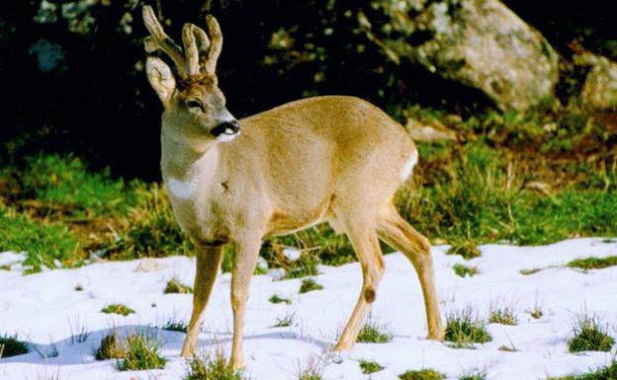 El jefe foral de Montes pacta con Fiscalía y acusación para evitar un juicio por proteger furtivos en Álava