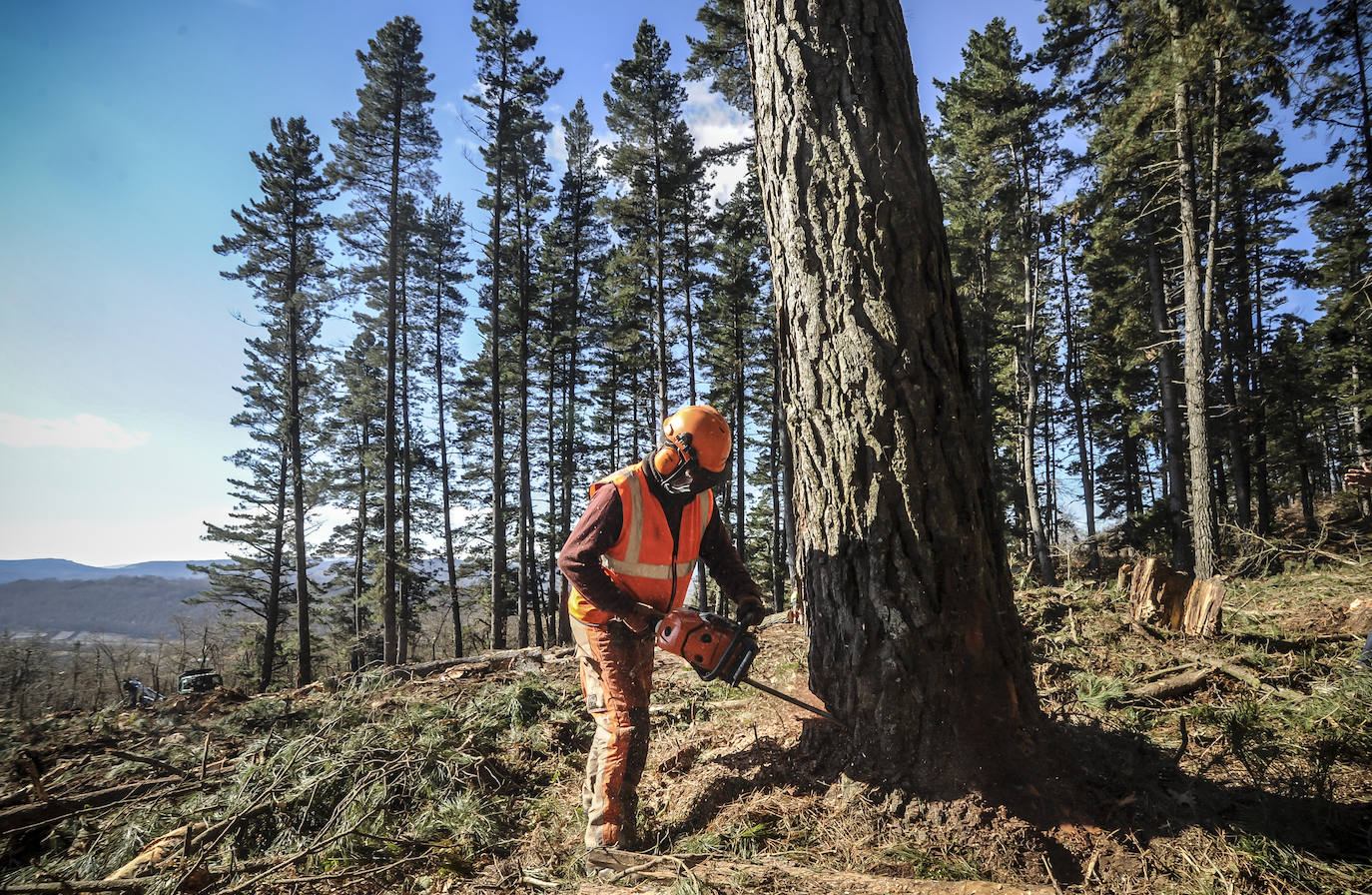 Fotos: Así trabajan los rematantes en Álava, uno de los oficios más duros que existen