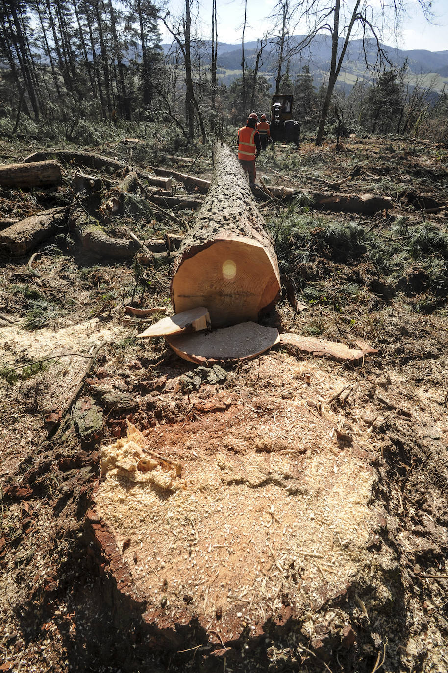 Fotos: Así trabajan los rematantes en Álava, uno de los oficios más duros que existen