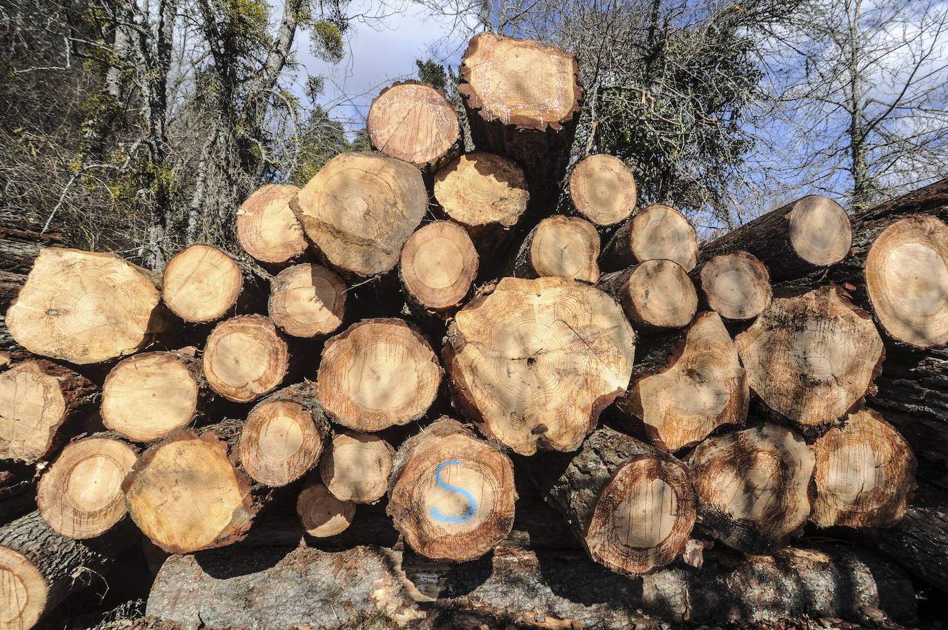 Fotos: Así trabajan los rematantes en Álava, uno de los oficios más duros que existen