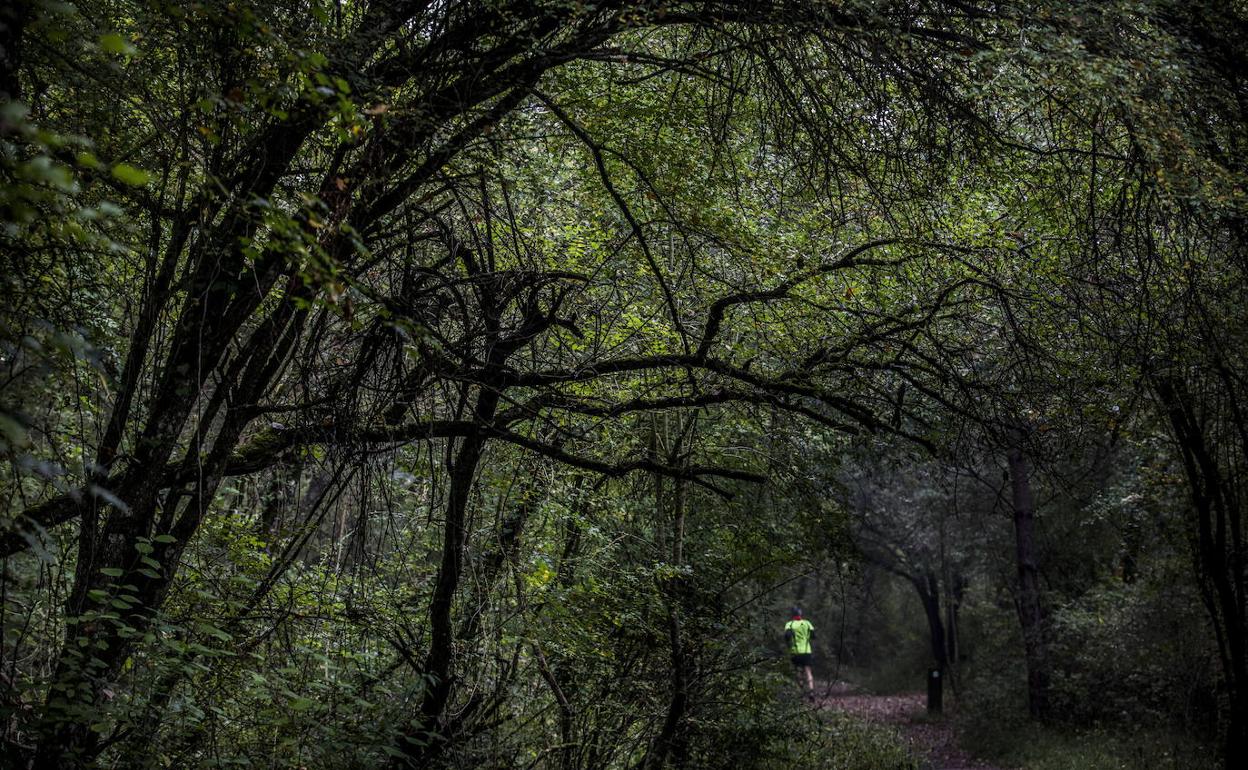 El bosque de Armentia es uno de los lugares en los que se lleva a cabo la actividad. 