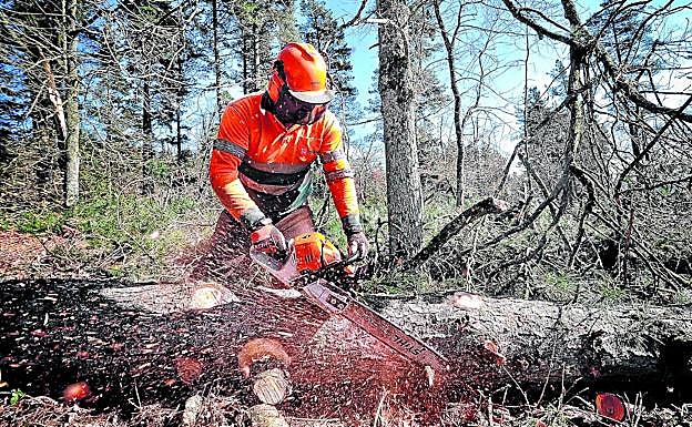 Protegidos de pies a cabeza, los escañadores 'limpian' el tronco tras derribarlo. El trabajo requiere de una gran concentración: abundan los cortes.