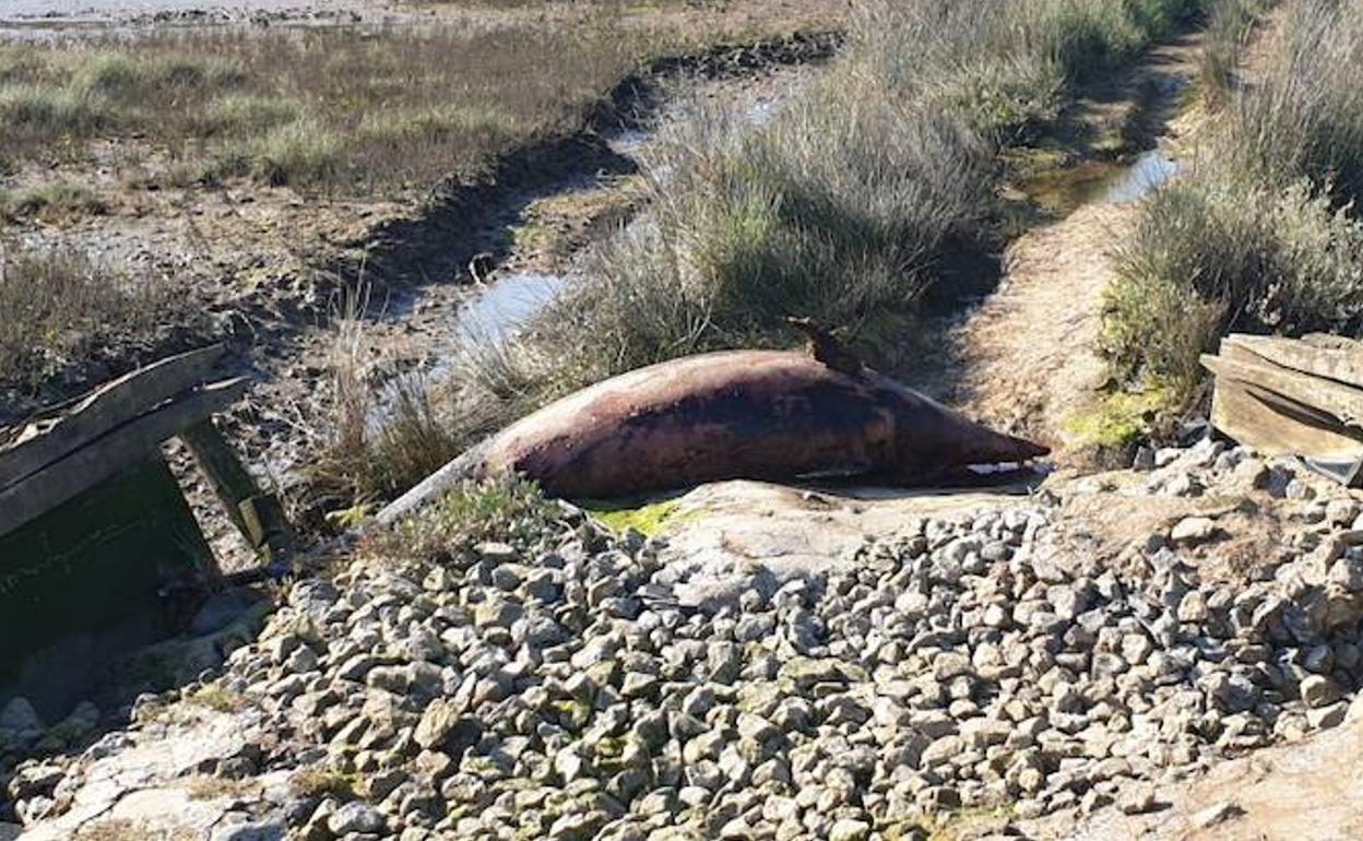 El delfín muerto en Murueta.