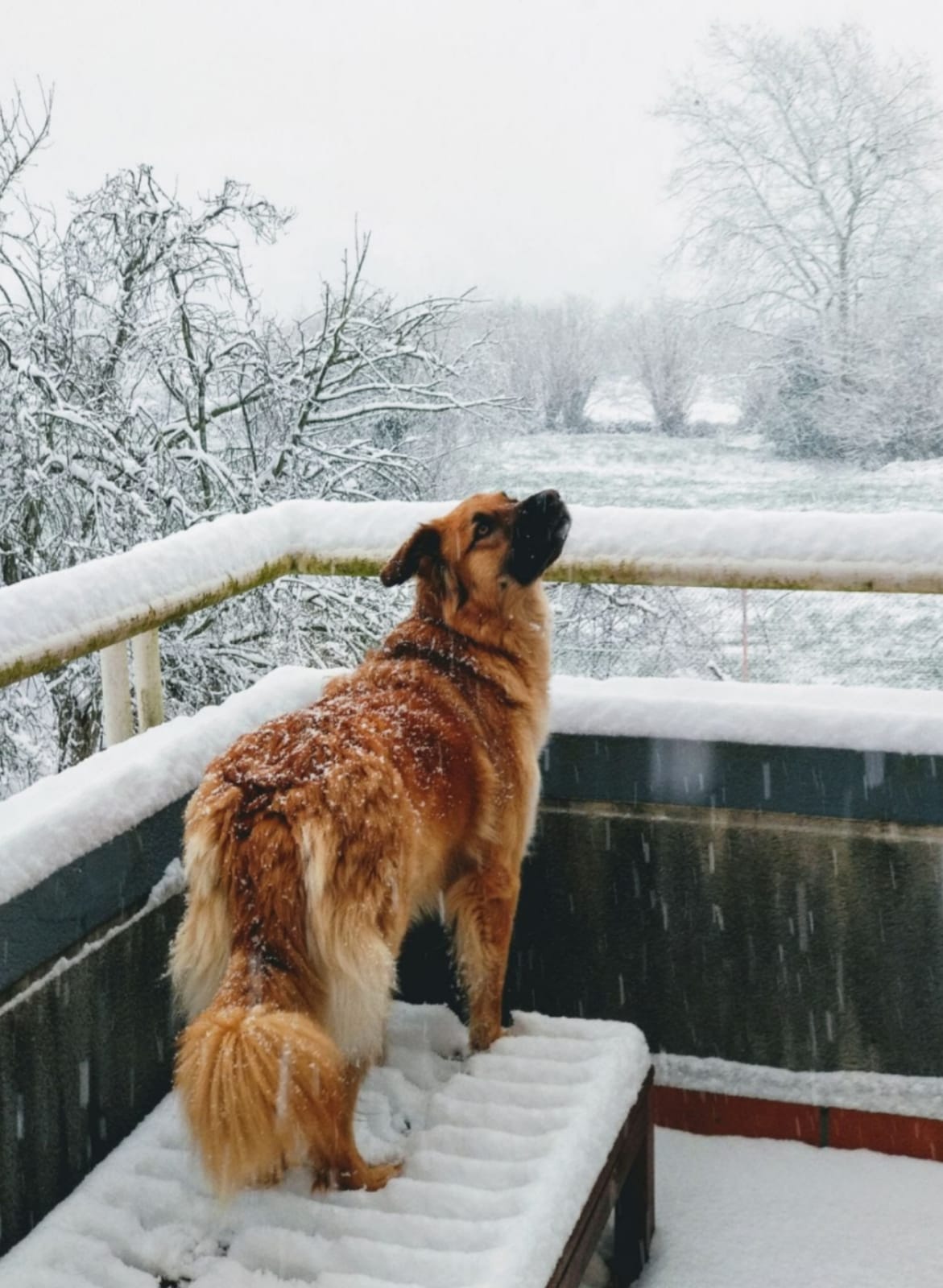 Fotos: La emotiva historia de Vega, una perrita adoptada por una fotógrafa bilbaína