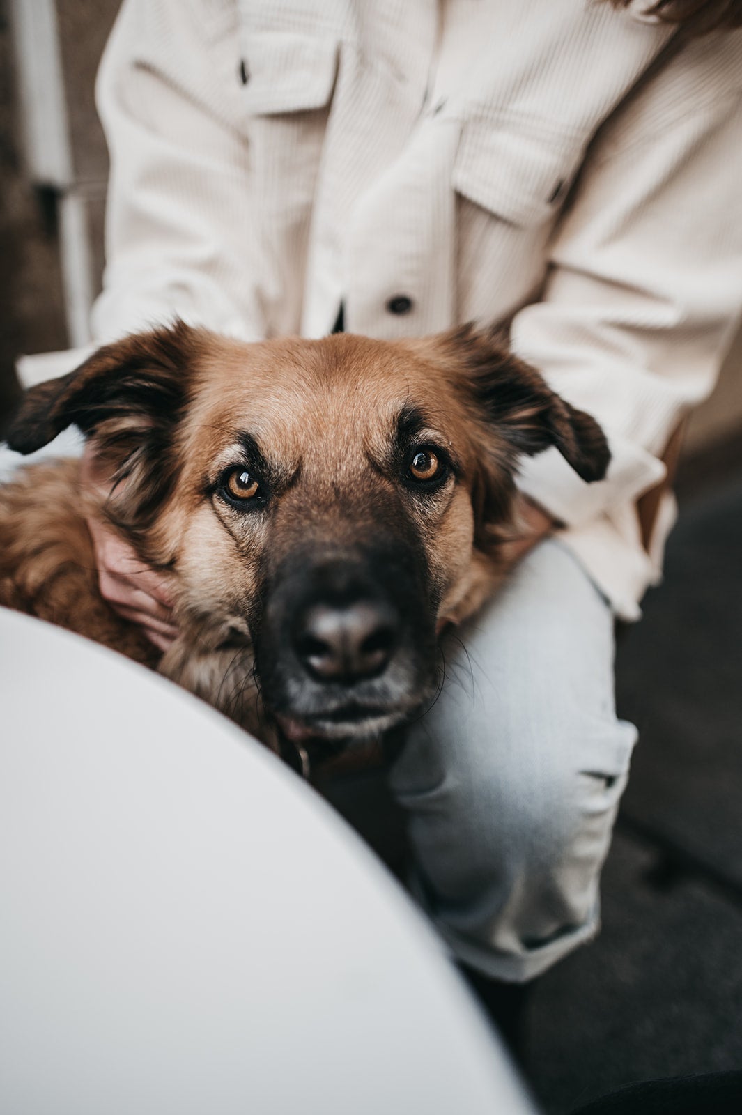 Fotos: La emotiva historia de Vega, una perrita adoptada por una fotógrafa bilbaína