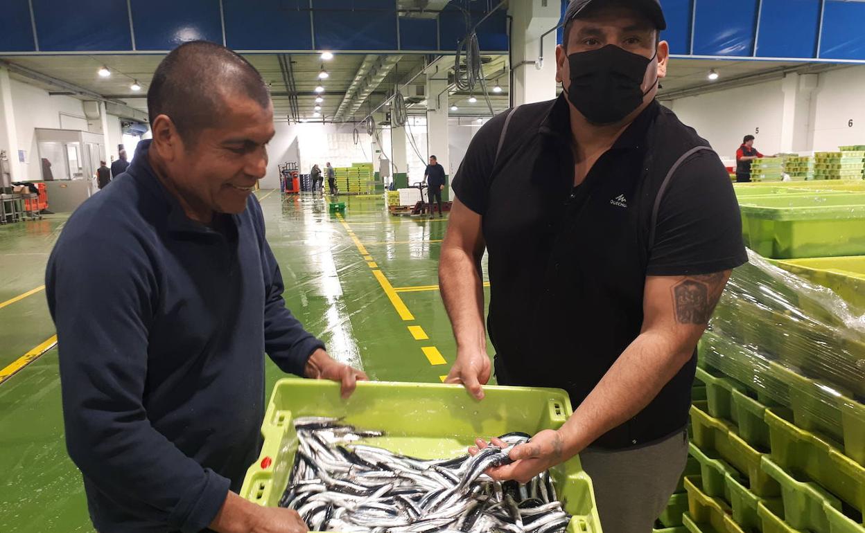 La flota descarga los primeros 7.000 kilos de anchoa en Ondarroa