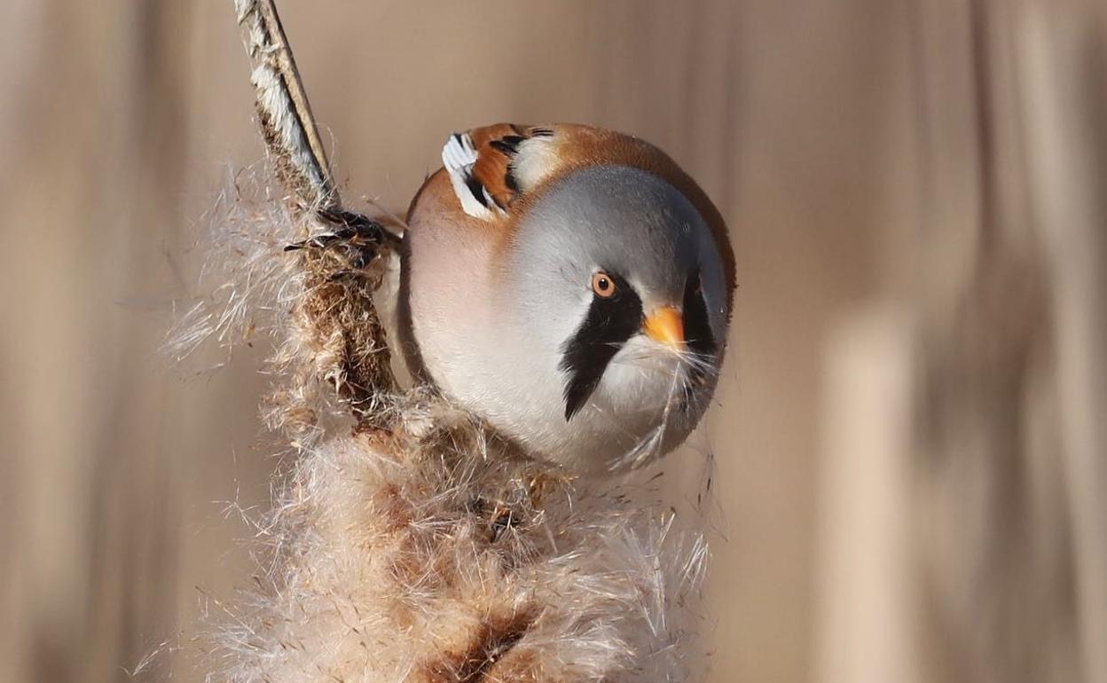 Planes: 111 planes 'verdes' para la primavera de Vitoria