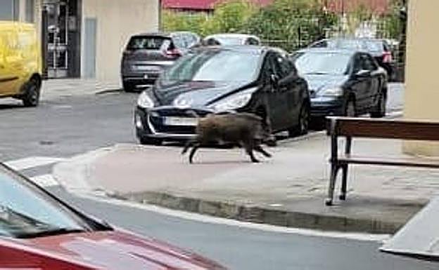El jabalí ha recorrido la calle Virgen del Carmen para bajar al río. 