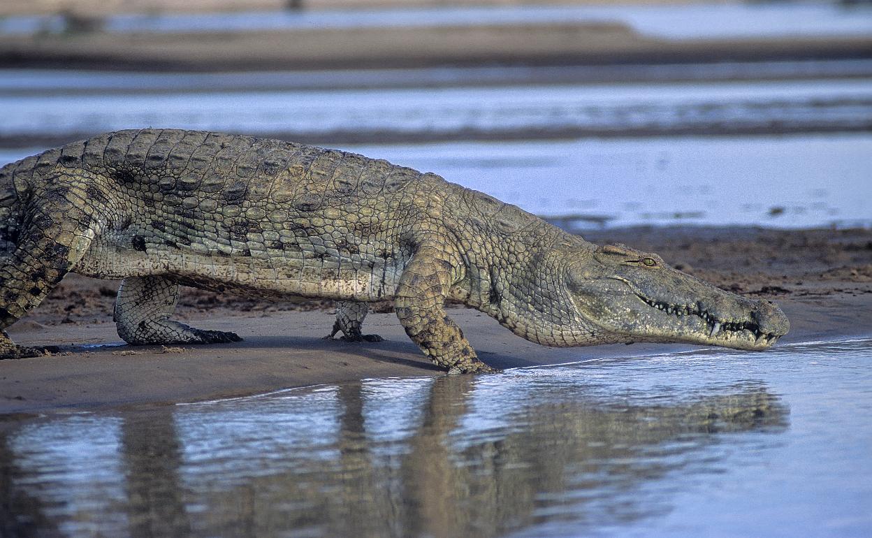Los primos lejanos de los cocodrilos del Nilo vivieron en Castilla y León |  El Correo