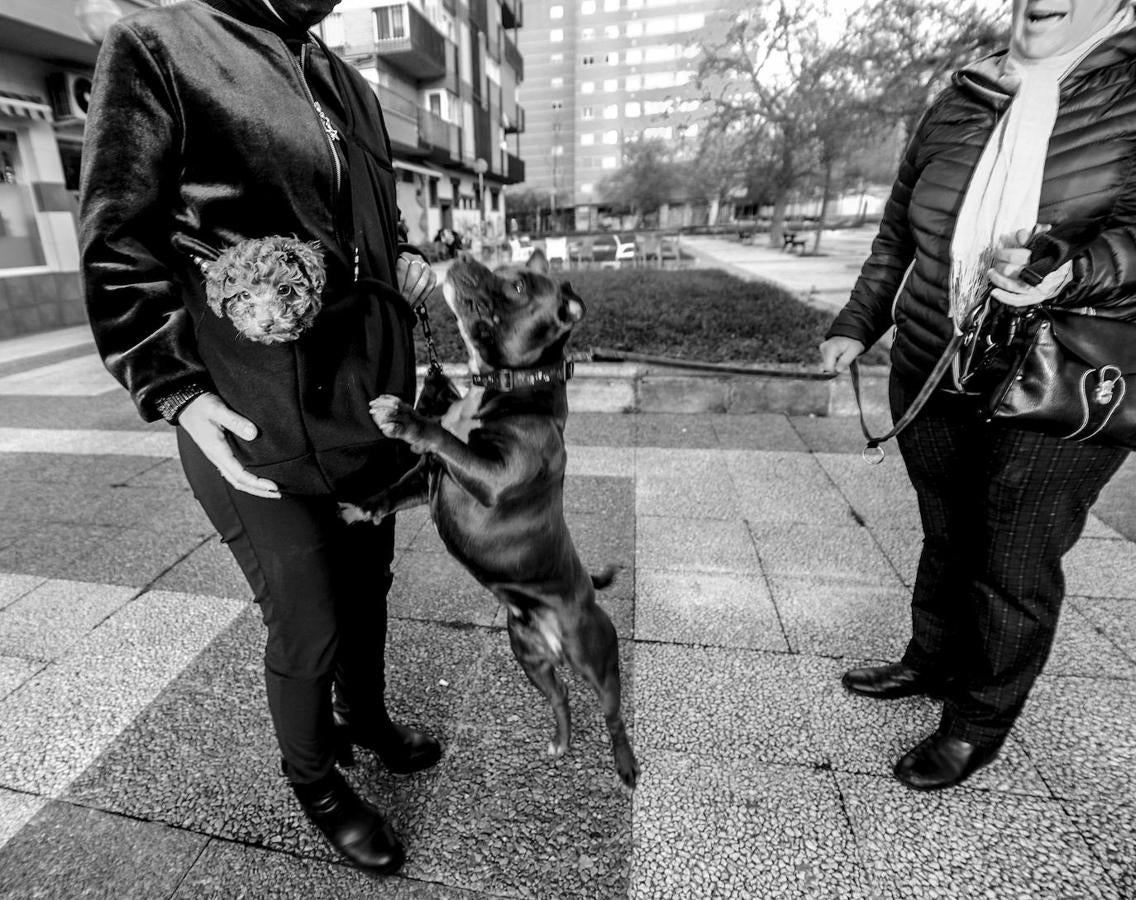 Un staffordshire se interesa por un cachorro de caniche toy con un nombre muy cinematográfico, Rambo. Son dos de los vecinos caninos de este distrito.