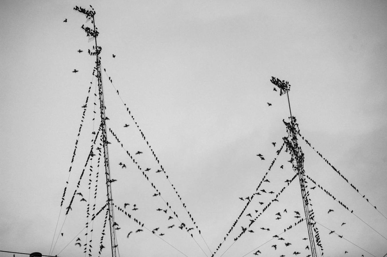 Los estorninos ocupan al atardecer las antenas y los tendidos eléctricos que se levantan en el barrio.