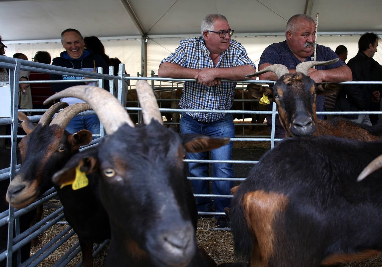 Fotos: Las mejores imágenes de la feria ganadera de Trucíos