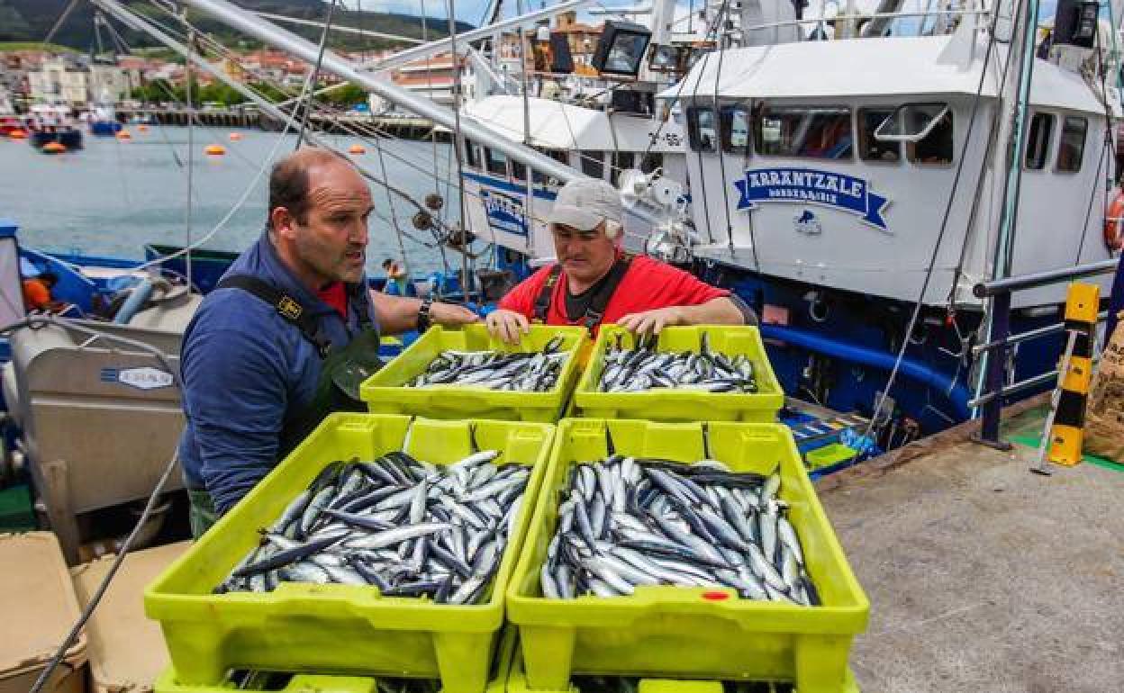 Descarga de anchoa de un barco guipuzcoano en el puerto de Bermeo. 