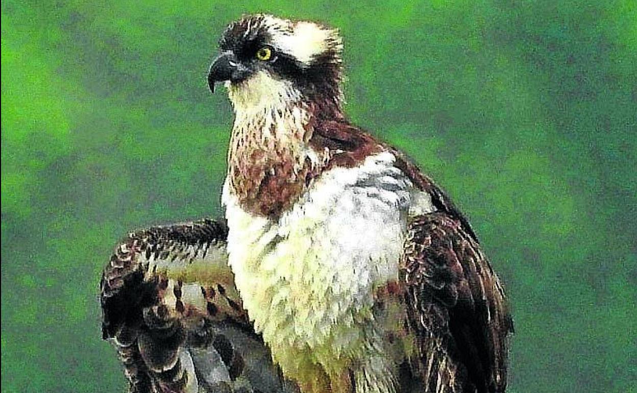 Imagen del águila pescadora que sobrevuela estos días Urdaibai. 