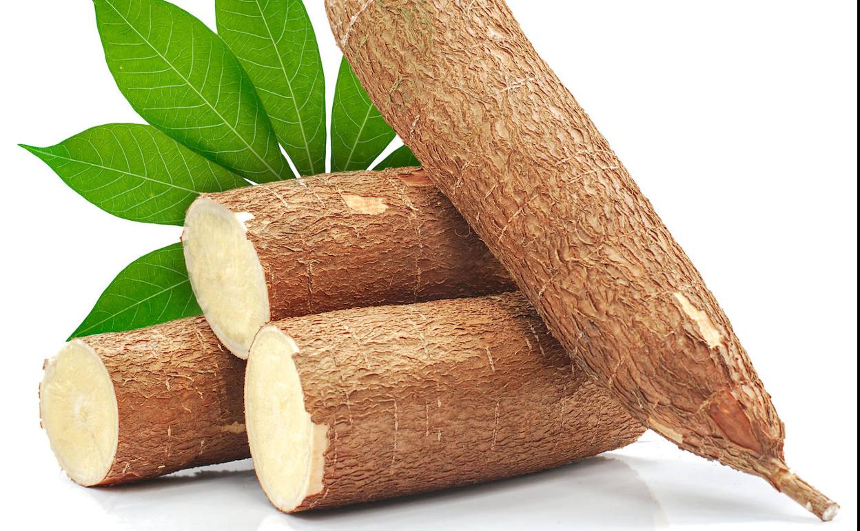 Yuca, el maná americano del futuro