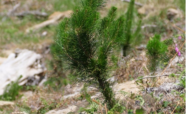 Ejemplar de Pinus radiata reforestado.