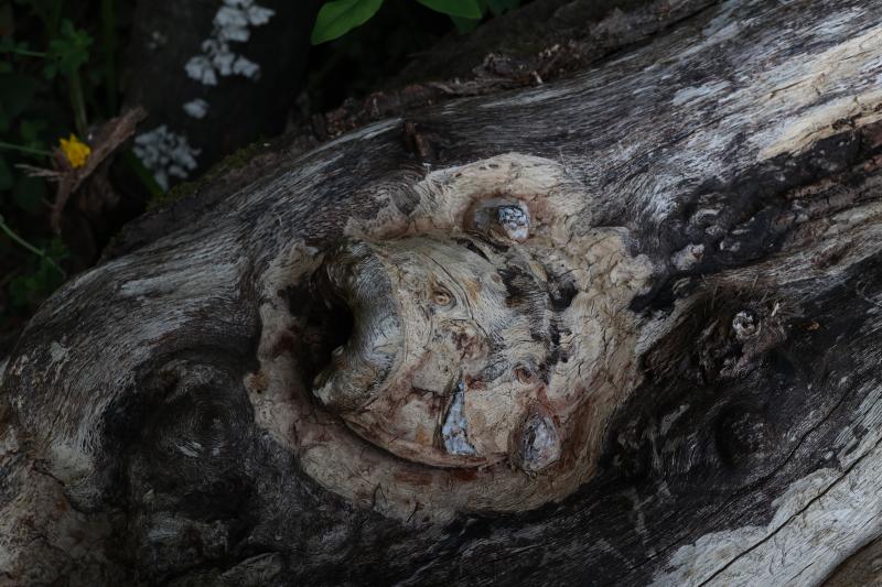 Fotos: Aparecen unas misteriosas tallas en Atxanda