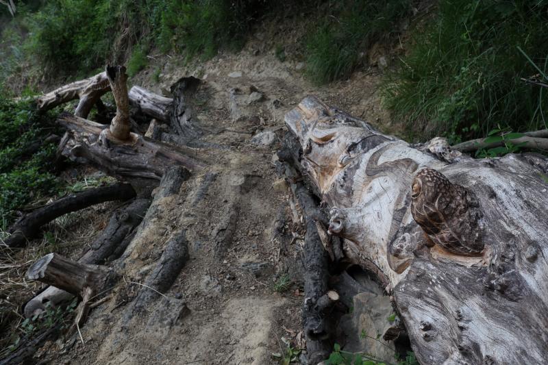 Fotos: Aparecen unas misteriosas tallas en Atxanda