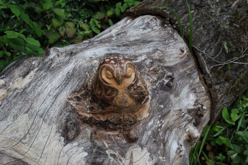 Fotos: Aparecen unas misteriosas tallas en Atxanda