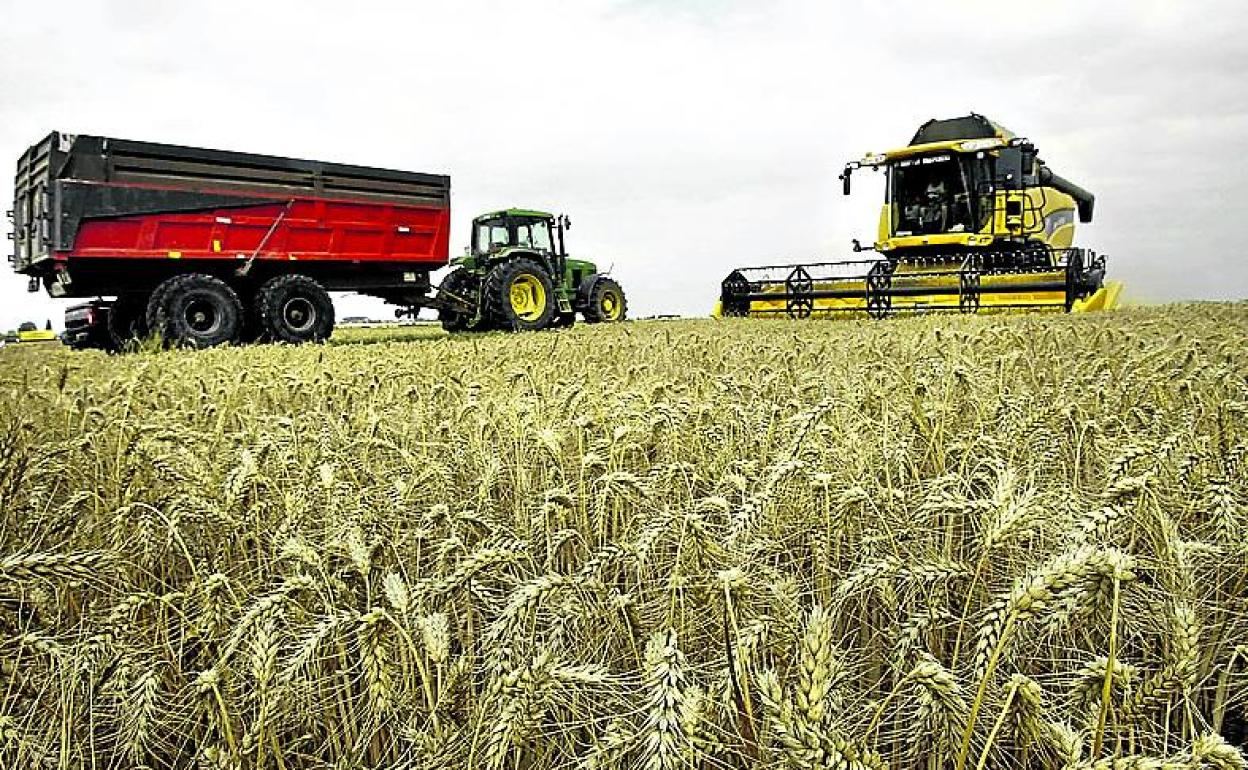 El trigo se cultiva en 250 millones de hectáreas en el mundo. 