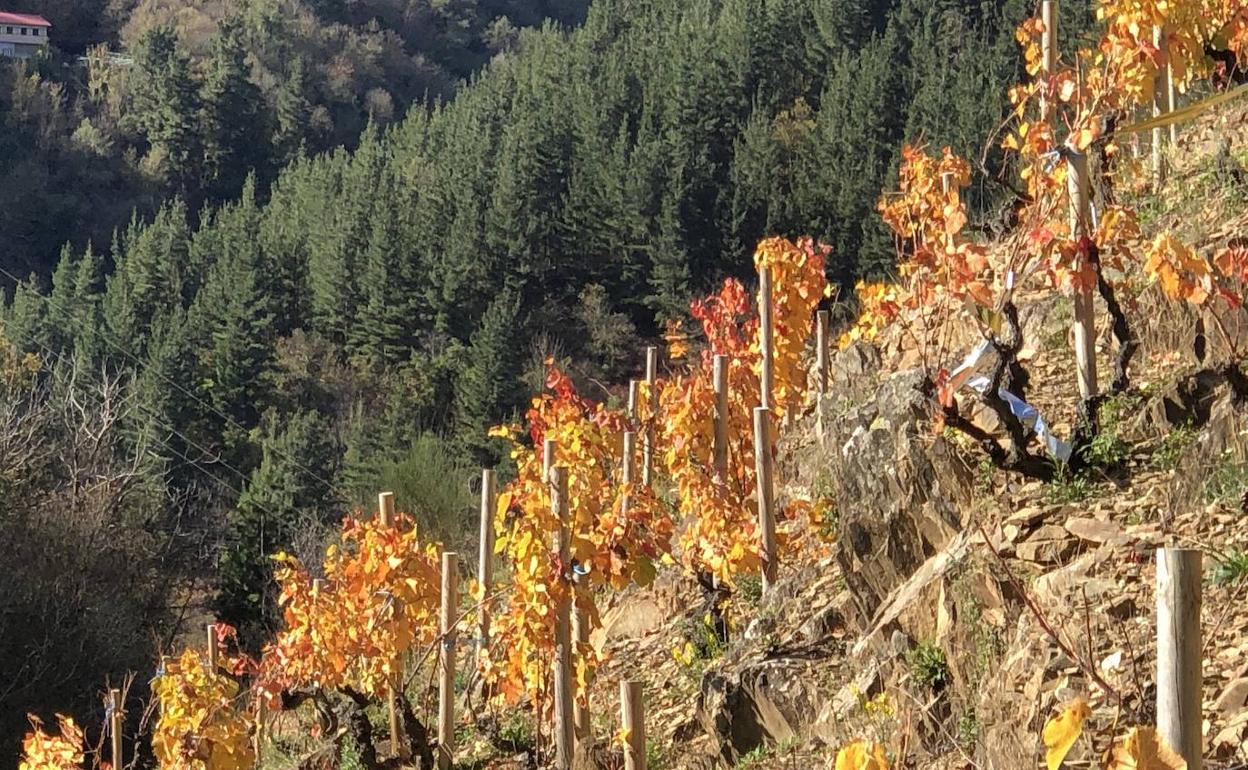 Ni sidra, ni fabada: El milenario vino asturiano que entusiasma a los sumilleres