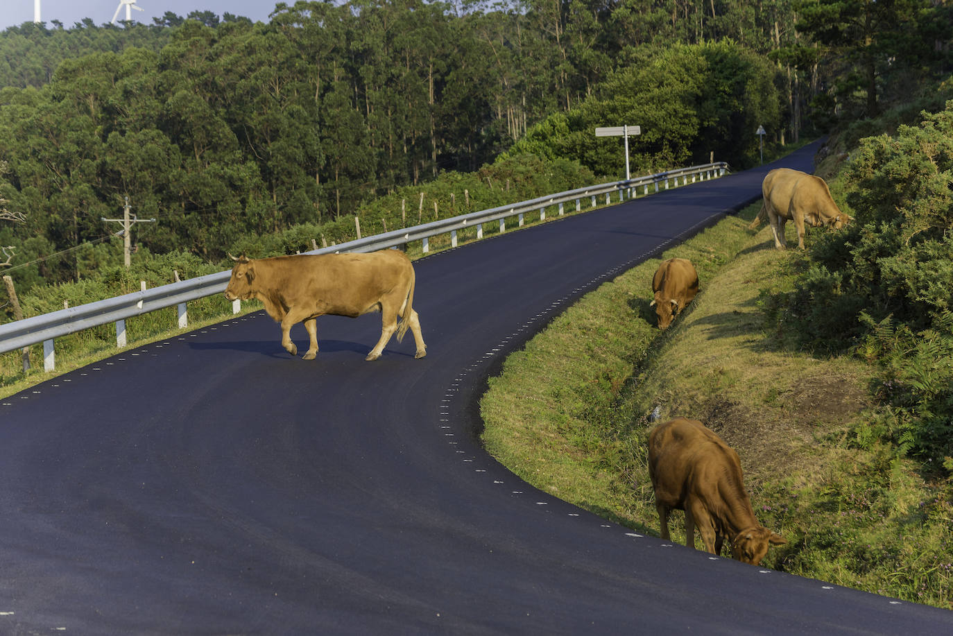 Cedeira (A Coruña). 