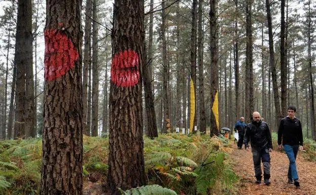 Las pinturas comienzan a reflejarse en los troncos de los árboles. 
