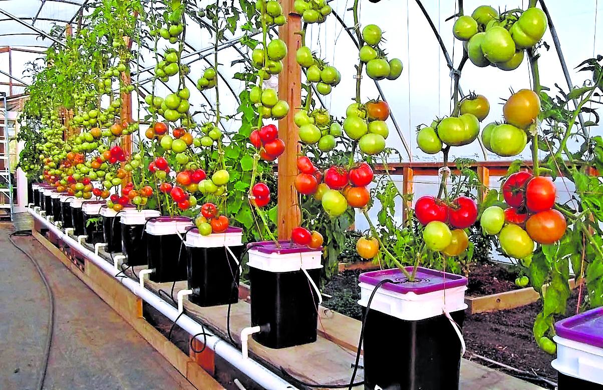 Plantación de tomates con un sistema hidropónico.
