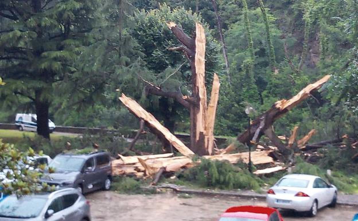 Así ha quedado un árbol en Zestoa despúes de ser alcanzado por un rayo.