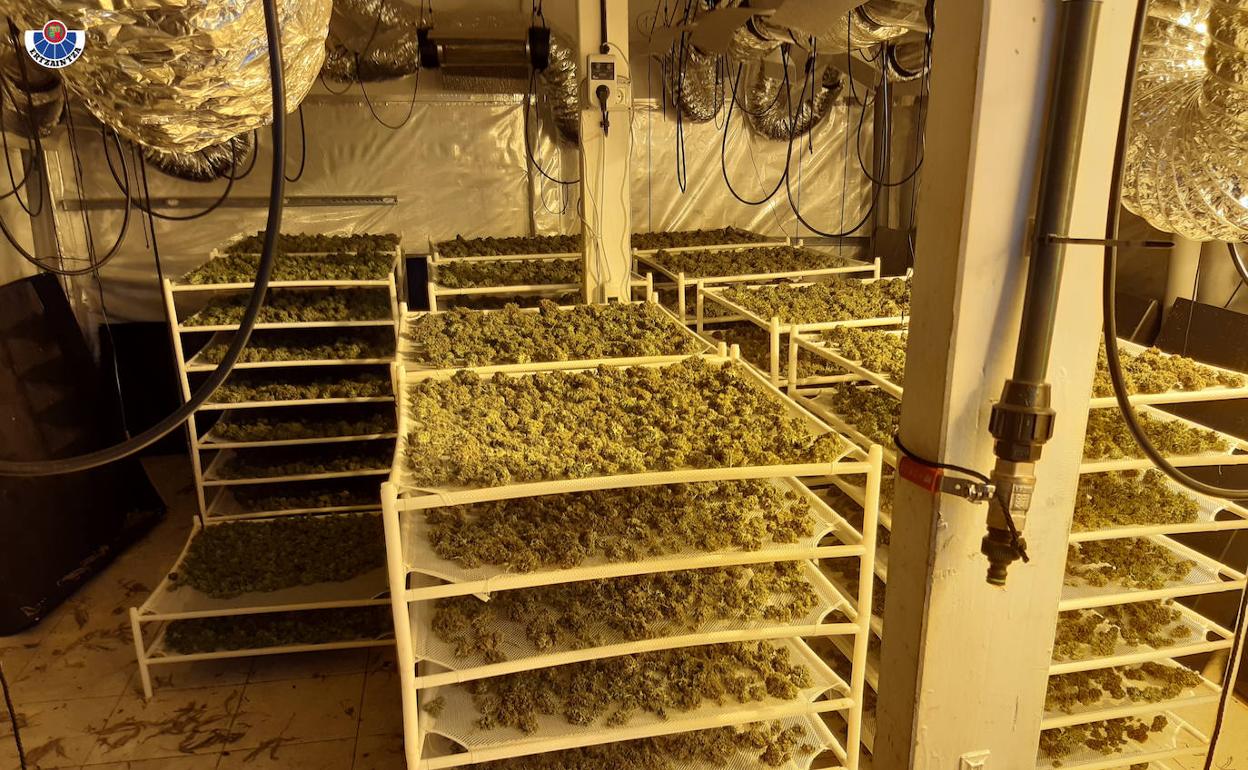 Imagen de la marihuana incautada en Oiartzun.