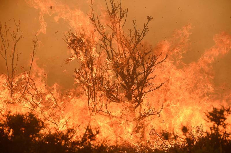 Fotos: Los incendios devoran Zamora