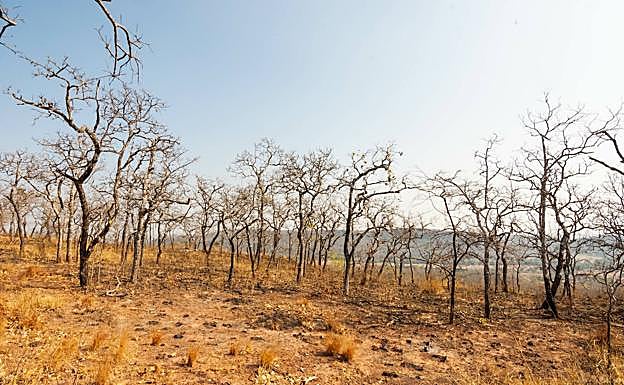 Conjunto de árboles secos.