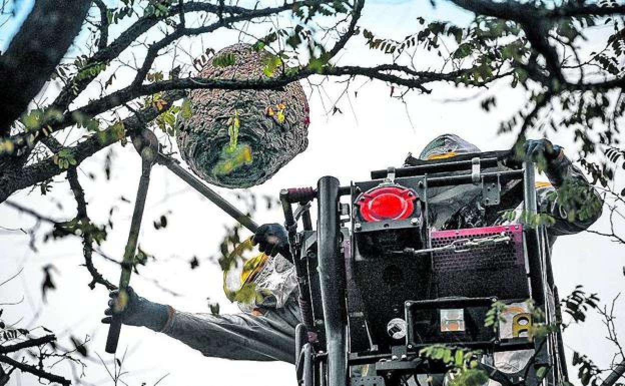 Bomberos retiran una colmena de 'vespa velutina' en Vitoria. 