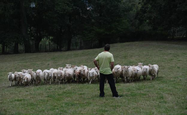 Concurso de perros de pastor.