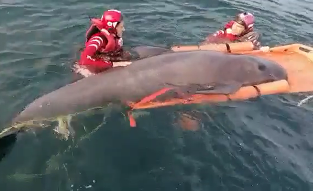 Momento en el que miembros de la Cruz Roja rescatan al delfin. 