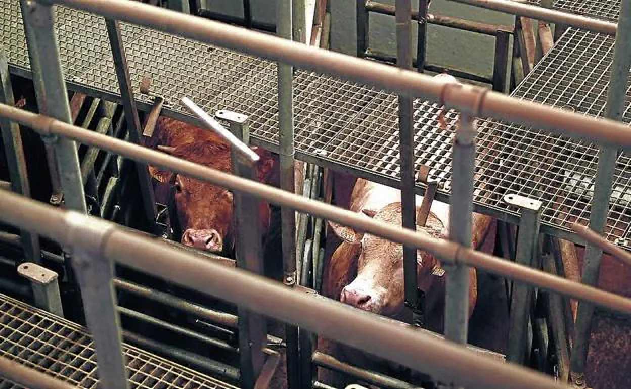 Vacas de Carranza esperan a ser transportadas hasta un matadero. 
